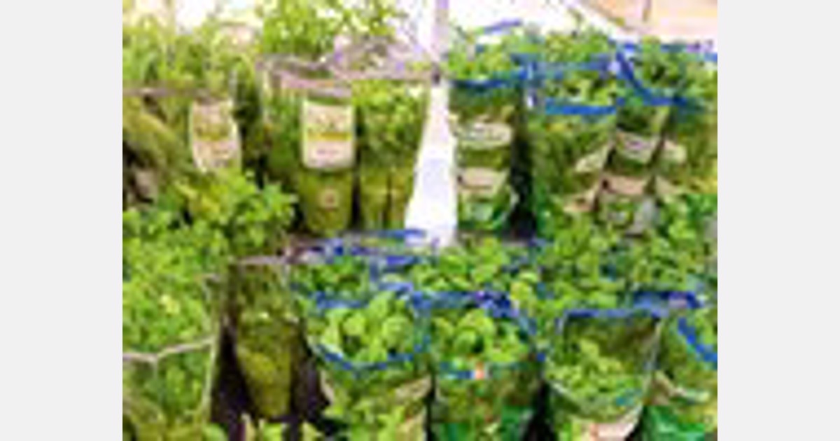 Lower prices for aromatic herb exports from Georgia.jpg