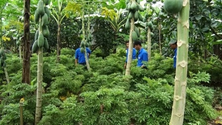 Hợp tác xã nông nghiệp Thuận Thiên.jpg