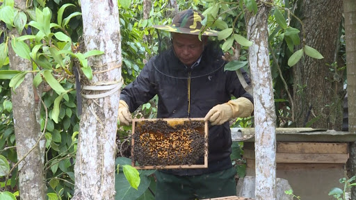 151 nuôi ong mật.jpg